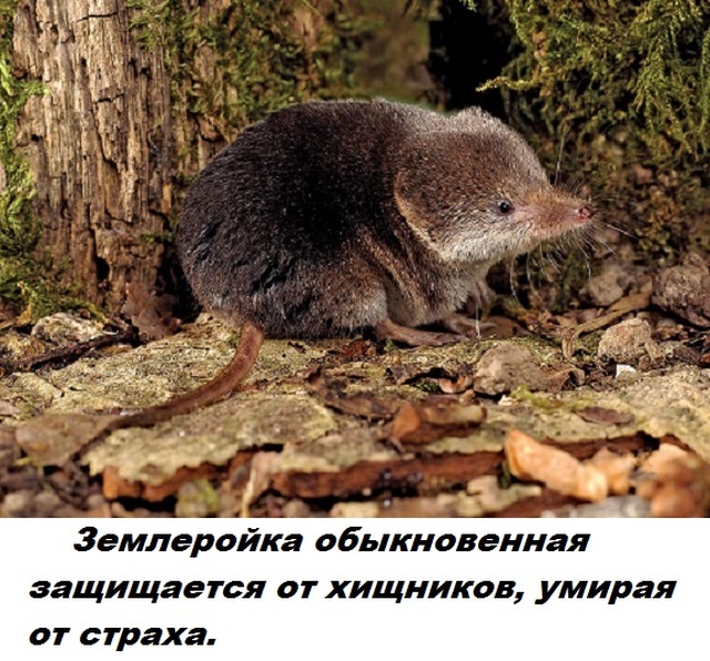 Бесполезные факты обо всем на свете