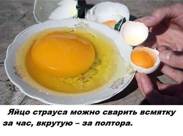 Бесполезные факты обо всем на свете