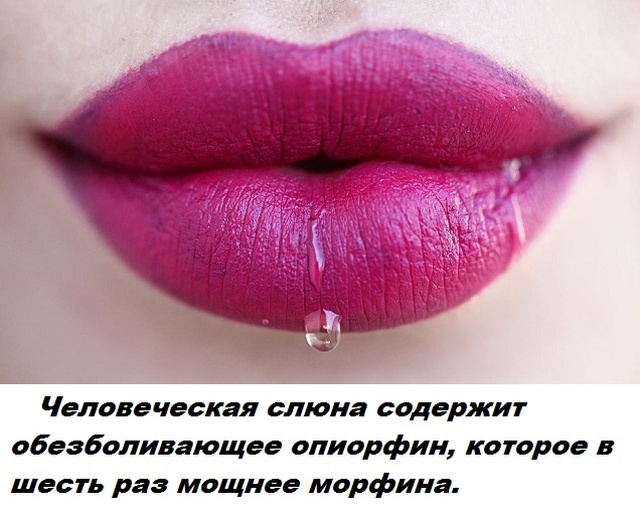 Бесполезные факты обо всем на свете