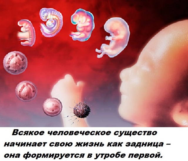 Бесполезные факты обо всем на свете