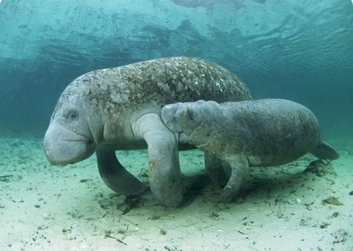 1000 долларов за катание на морской корове