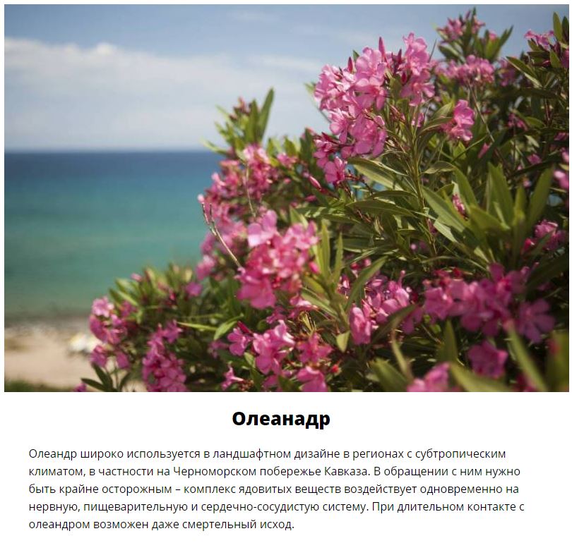 Смертельно опасные цветы