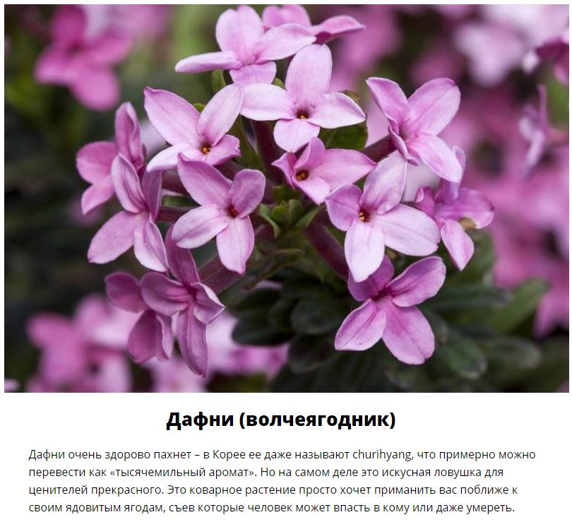 Смертельно опасные цветы