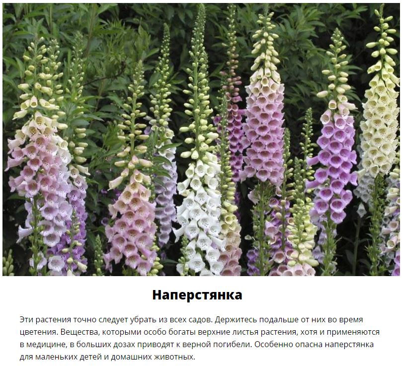 Смертельно опасные цветы