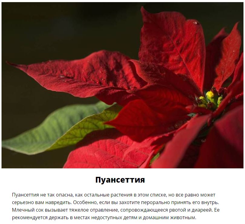 Смертельно опасные цветы