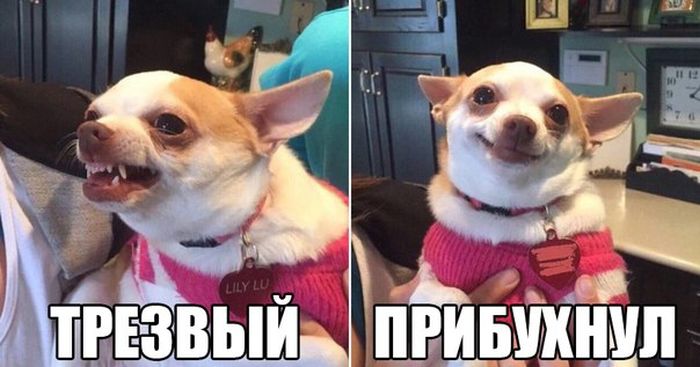 Порция картинок