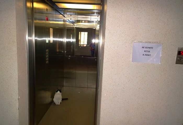 Порция картинок