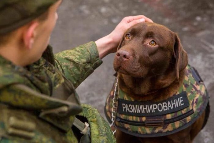 Порция картинок