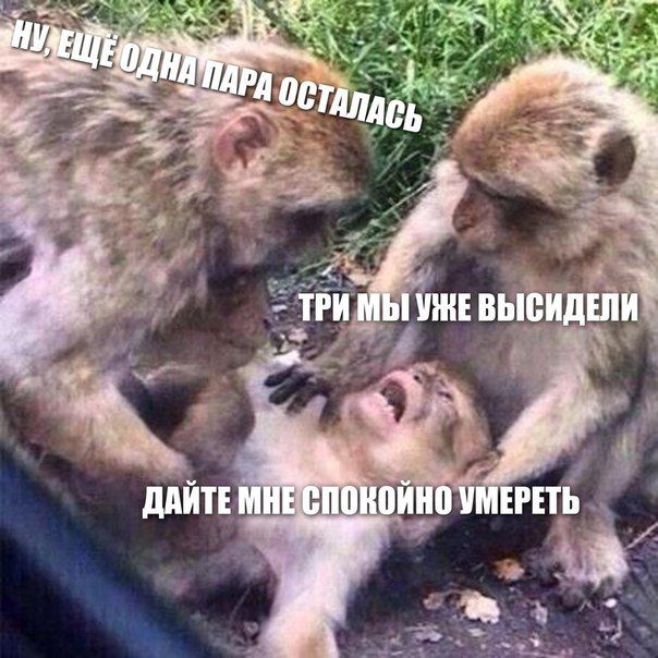 Порция картинок