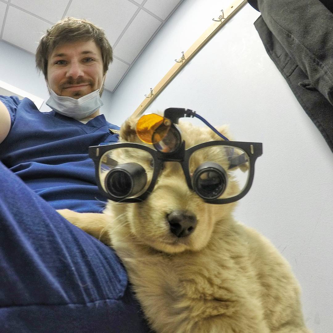 Стоматолог Тим и его собаки