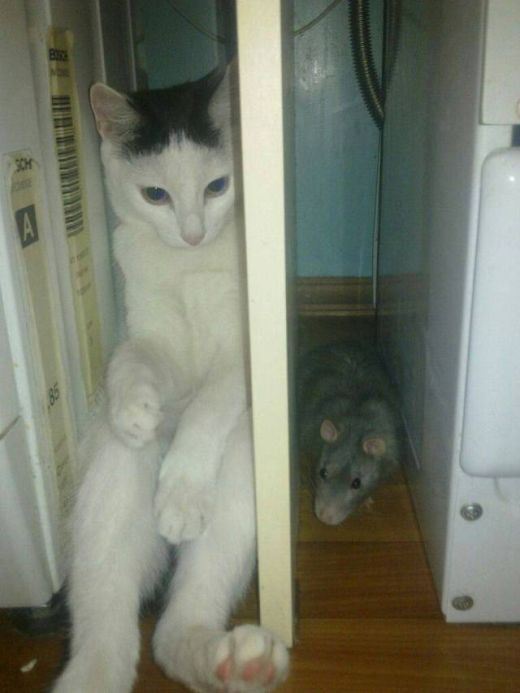 Прикольные картинки