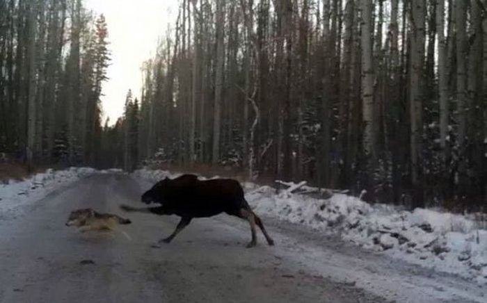 Прикольные картинки (81 фото)