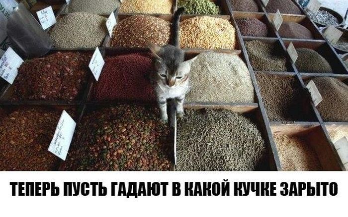 Прикольные картинки (81 фото)