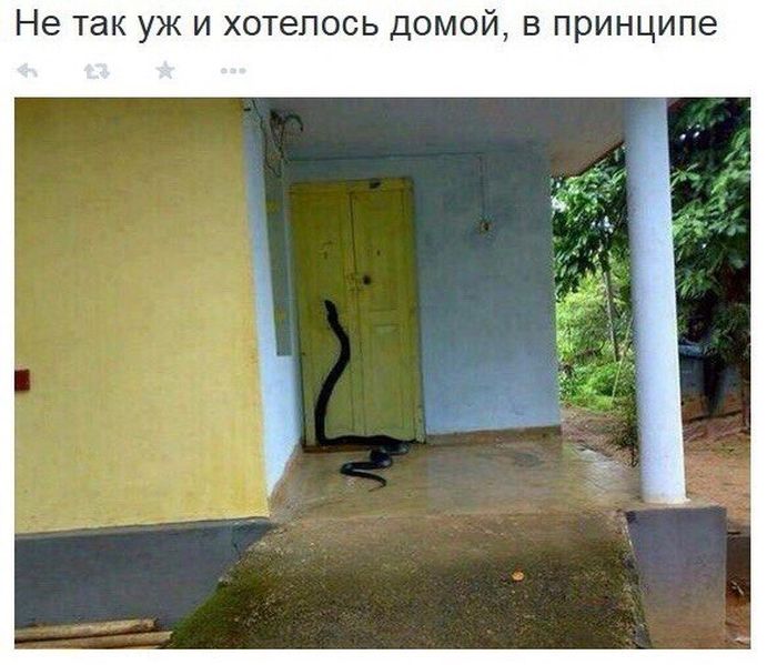 Прикольные картинки (81 фото)