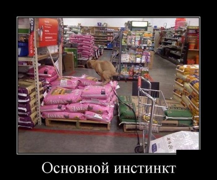 Демотиваторы