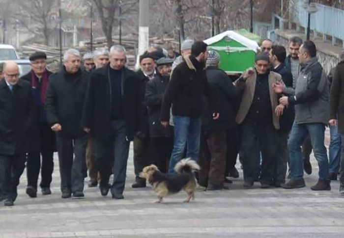 Преданный пес