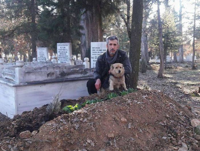 Преданный пес