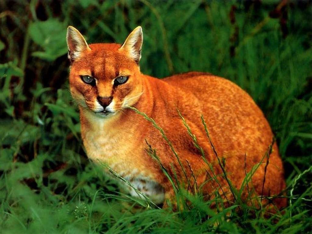 10 классных диких кошек, о которых мало кто знает 10 классных диких кошек, о которых мало кто знает