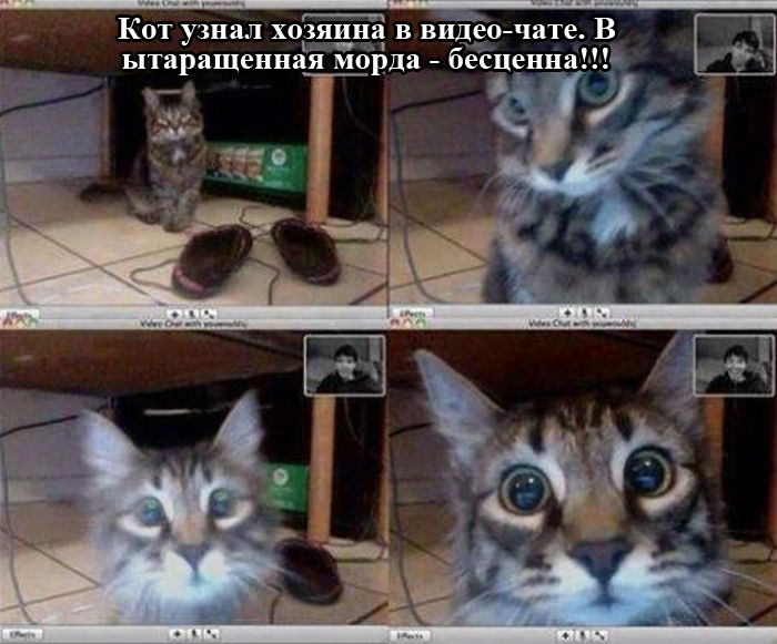 Порция картинок