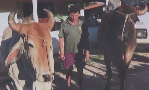 В Бразилии разбушевались вампиры - один человек умер и десятки людей обратились в больницу