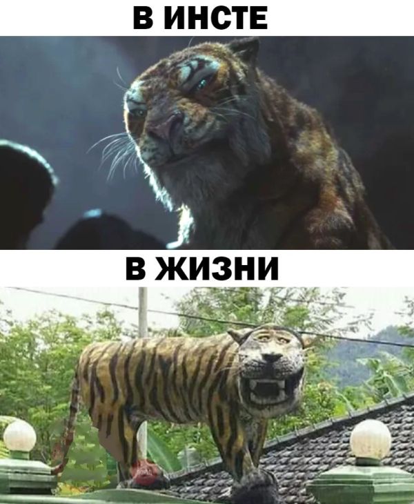 Прикольные картинки
