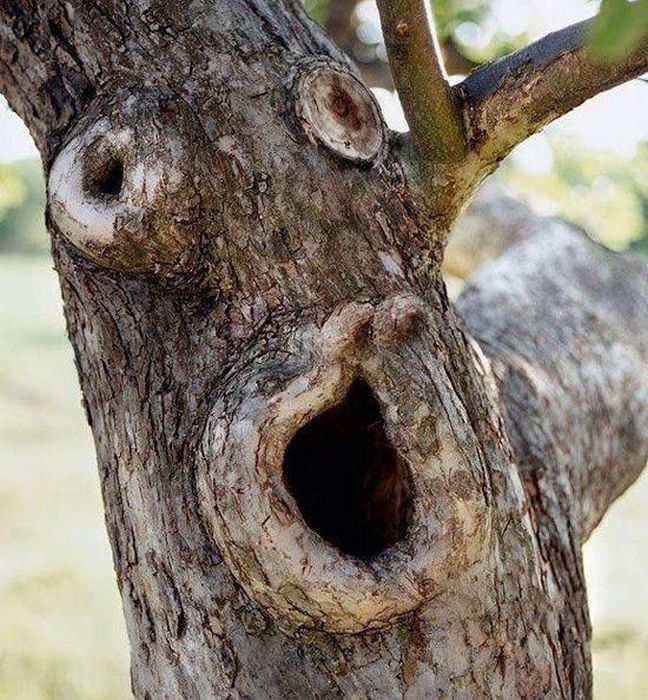 Удивительные формы природы