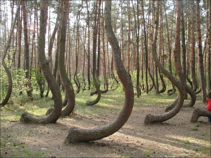 Удивительные формы природы