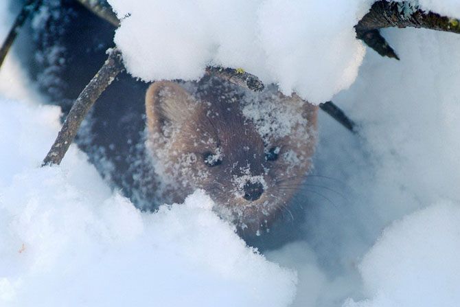 Сказочная Россия Сказочная Россия