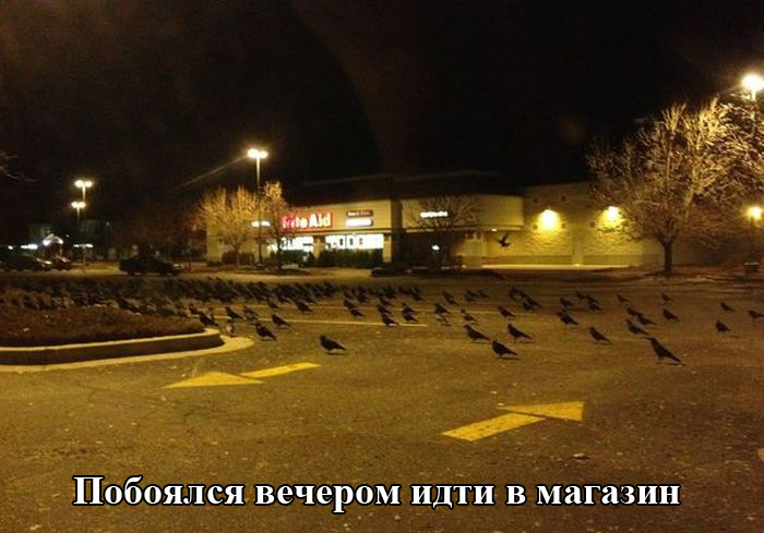 Порция картинок