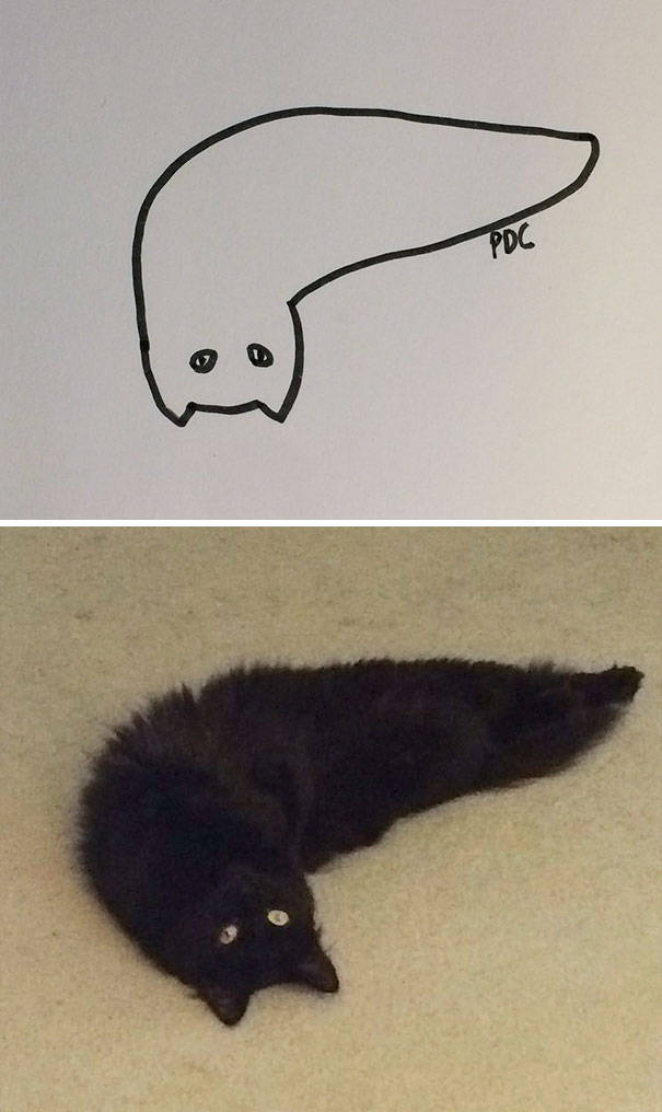 Прикольные рисунки котов