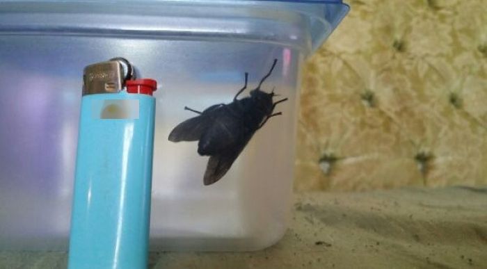 Вот такие немаленькие насекомые водятся в южных штатах США
