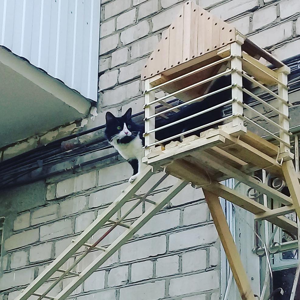 Парадный вход для кошки