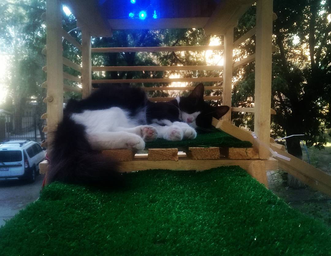 Парадный вход для кошки