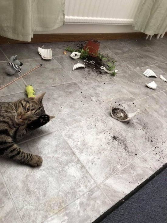 Прикольные картинки