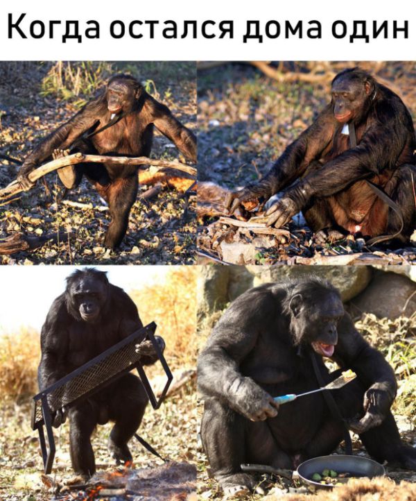 Прикольные картинки
