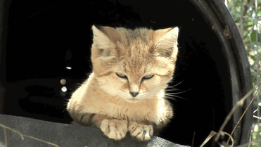 Песчаный кот