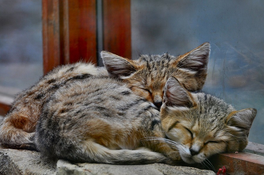 Песчаный кот