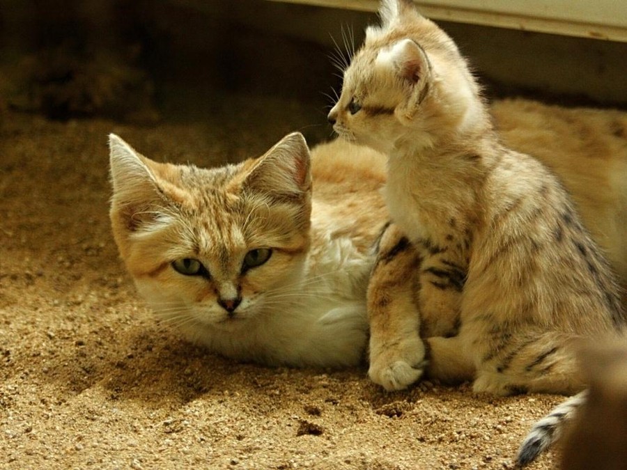 Песчаный кот