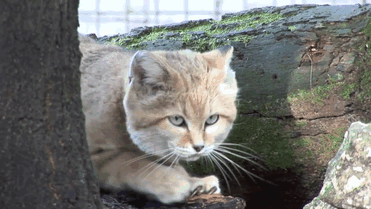 Песчаный кот
