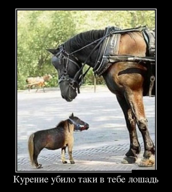 Демотиваторы