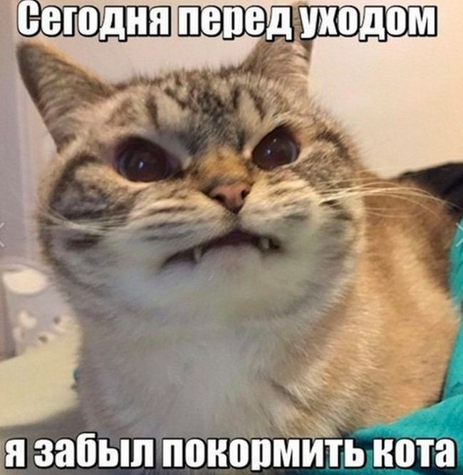 Прикольные картинки