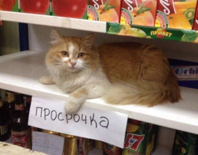 Юмор и странности с просторов нашей бескрайней