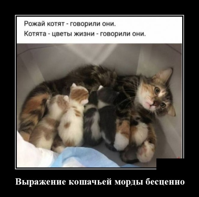 Демотиваторы