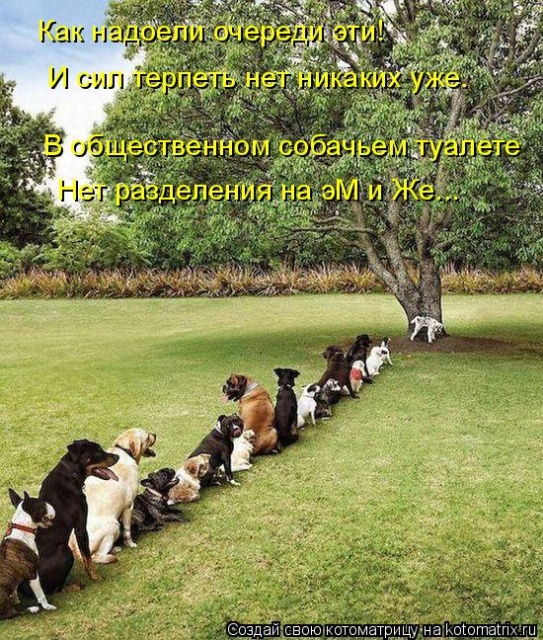 Лучшие котоматрицы недели