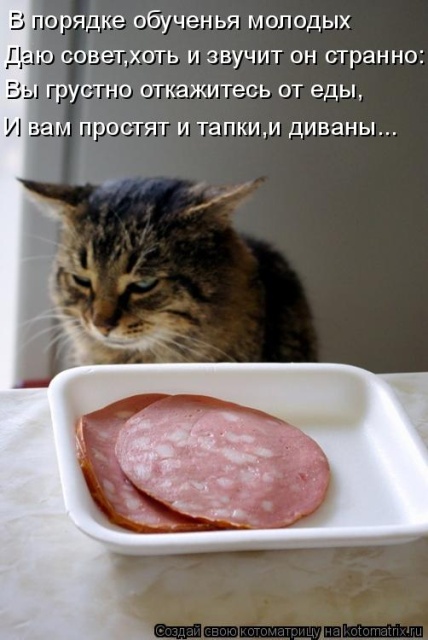 Лучшие котоматрицы недели