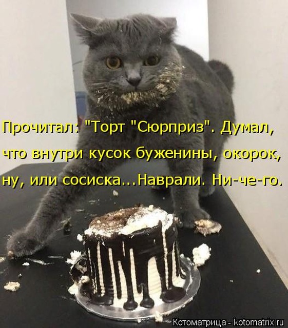 Лучшие котоматрицы недели
