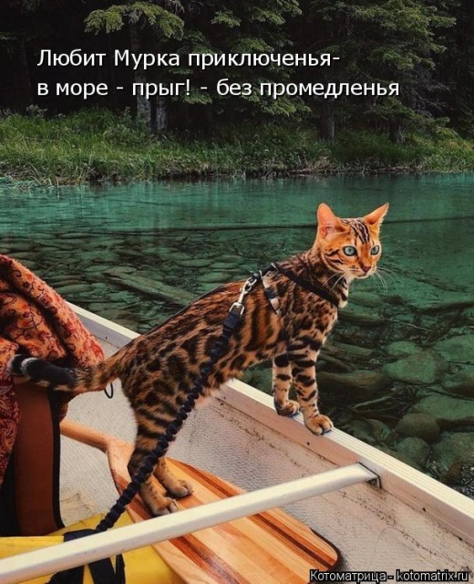 Лучшие котоматрицы недели