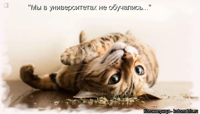Лучшие котоматрицы недели