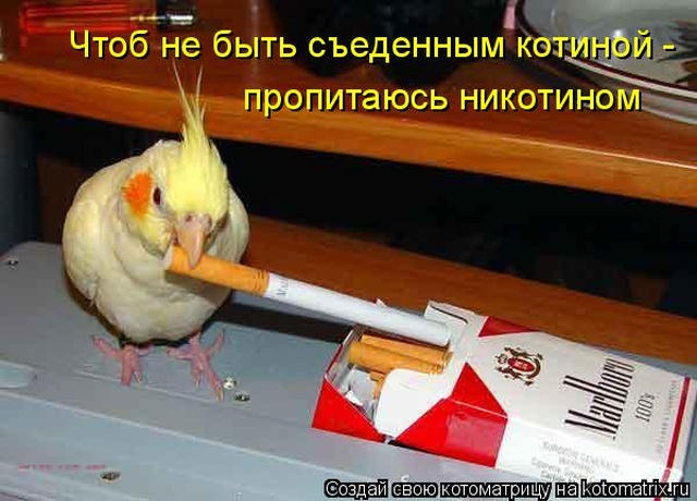 Лучшие котоматрицы недели
