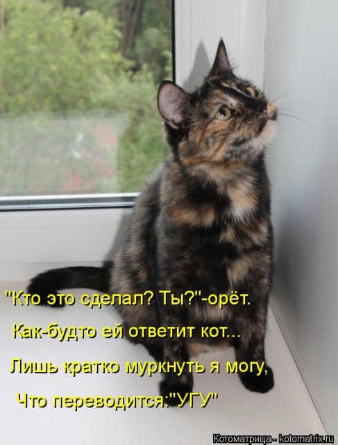 Лучшие котоматрицы недели